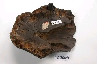 藏品(小型鱷頭化石)的圖片